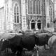 FARM: Cows from Benney's Farmyard which was opposite the Methodist Chapel in Fore Street. Later the Post Office, which closed in 2019,  was built on that land.