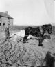 Working the soil with horse and equipment - maybe making trenches for potato laying, Sjoholm or Tregembo.jpg